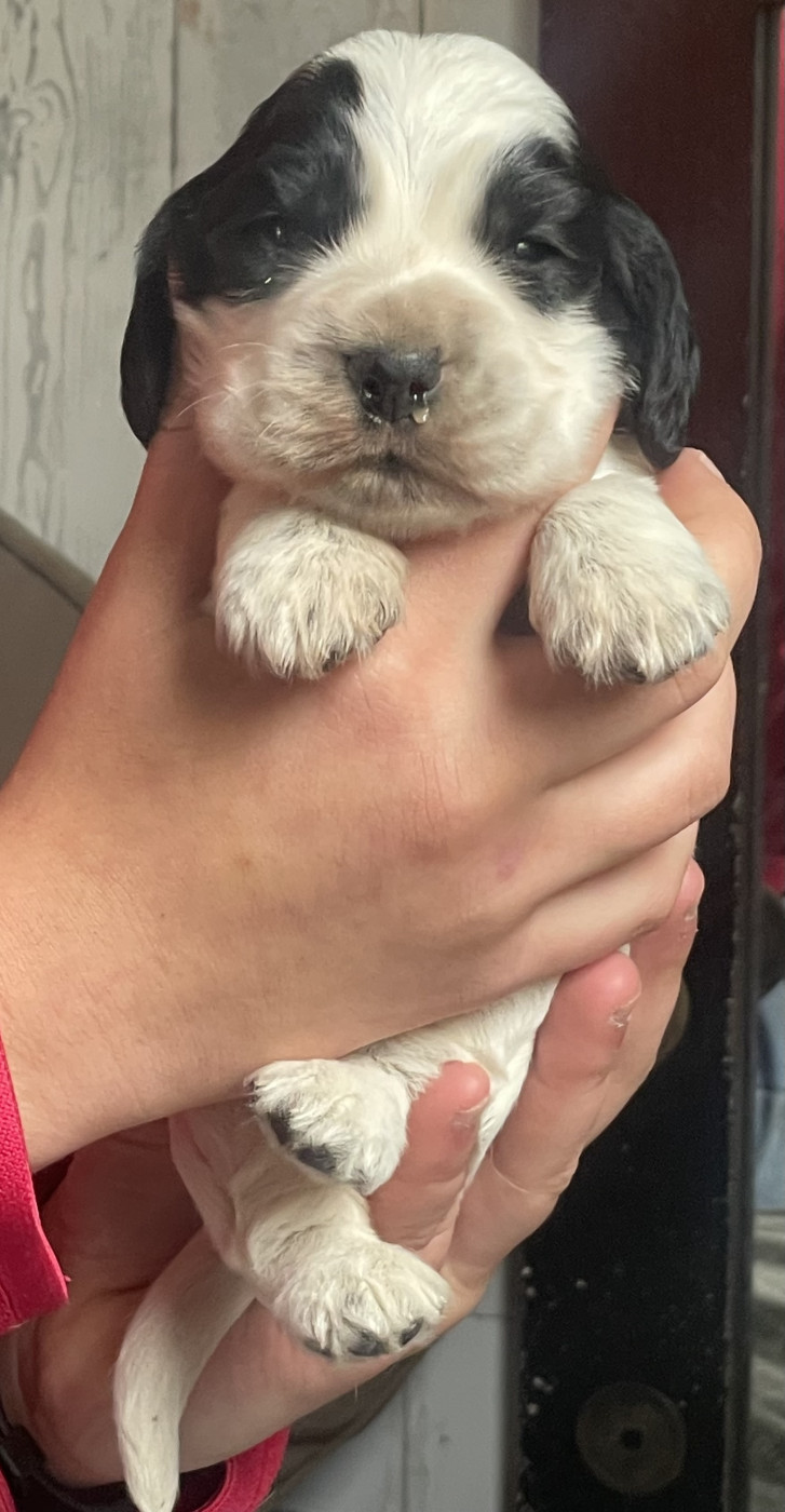 du pacte des loups - Chiots disponibles - Cocker Spaniel Anglais
