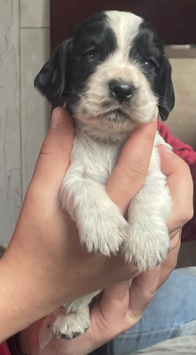 Chiot N°1